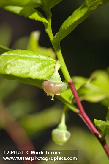 Vaccinium membranaceum