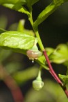 Black Huckleberry blossoms among foliage