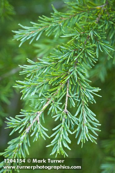 Tsuga mertensiana