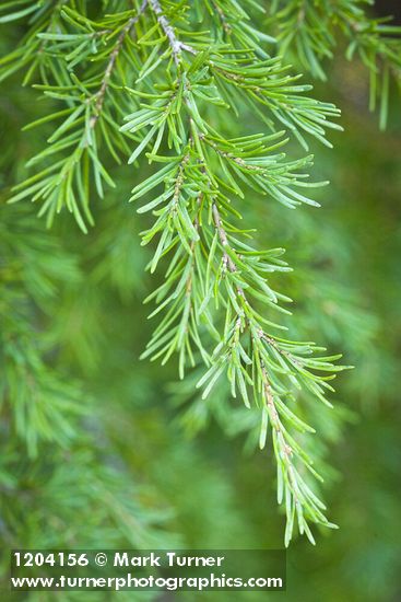 Tsuga mertensiana
