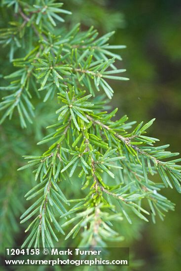 Tsuga mertensiana