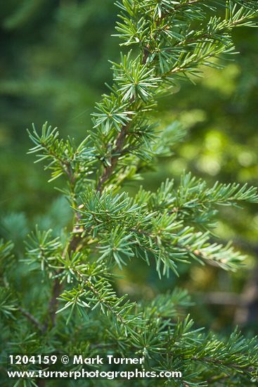 Tsuga mertensiana