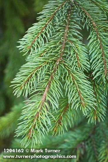 Picea engelmannii