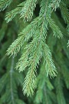 Engelmann Spruce foliage
