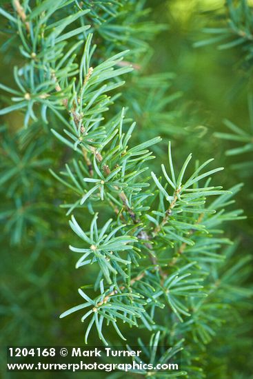 Tsuga mertensiana