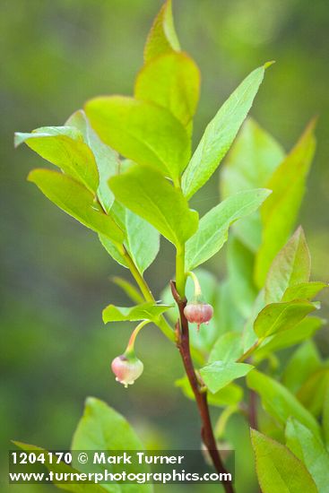 Vaccinium membranaceum
