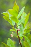 Black Huckleberry blossoms among foliage