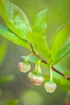 Black Huckleberry blossoms among foliage