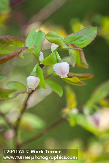 Vaccinium ovalifolium