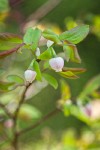 Oval-leaf Huckleberry blossoms among foliage