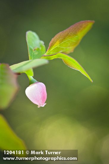 Vaccinium ovalifolium