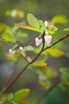 Oval-leaf Huckleberry blossoms among foliage