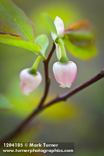 Vaccinium ovalifolium