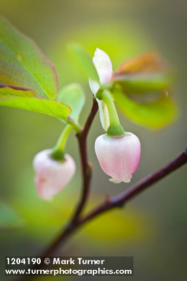 Vaccinium ovalifolium