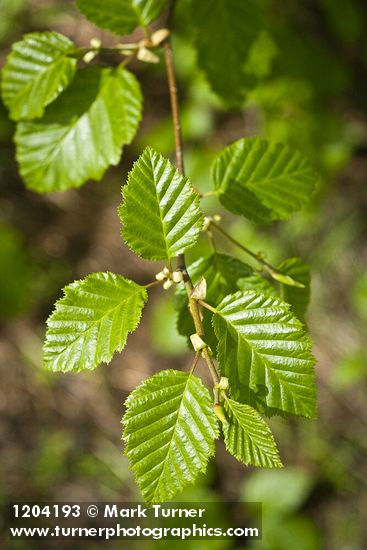 Alnus viridis ssp. sinuata