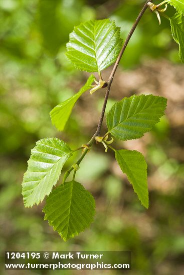 Alnus viridis ssp. sinuata