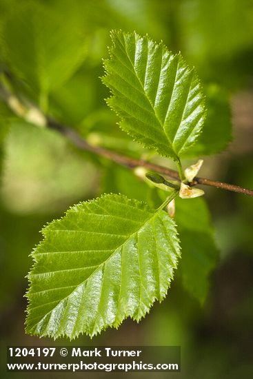 Alnus viridis ssp. sinuata