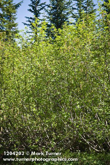 Alnus viridis ssp. sinuata