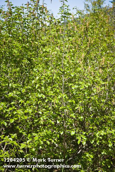 Alnus viridis ssp. sinuata