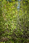 Sitka Alder