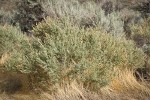 Fourwing Saltbush (male)