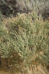 Fourwing Saltbush (male)