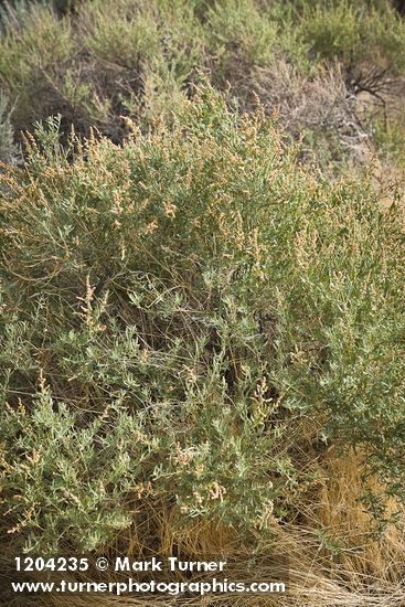 Atriplex canescens