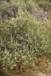 Fourwing Saltbush (male)