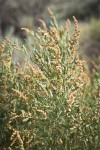 Fourwing Saltbush male blossoms & foliage