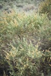 Fourwing Saltbush (male)