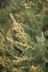 Fourwing Saltbush male blossoms & foliage