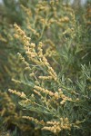 Fourwing Saltbush male blossoms & foliage