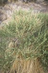 Fourwing Saltbush (female)