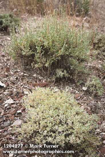 Artemisia nova