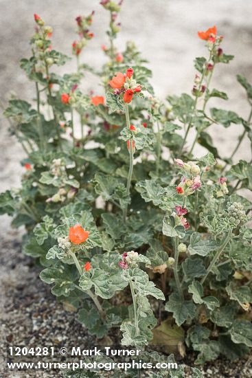 Sphaeralcea grossulariifolia