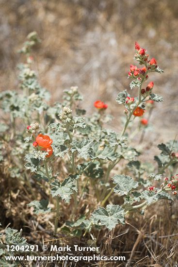 Sphaeralcea grossulariifolia