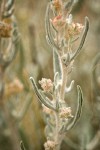 Winterfat blossoms & foliage detail