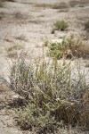 Spiny Horsebrush