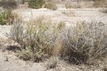 Spiny Horsebrush