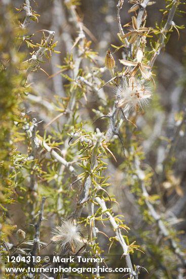 Tetradymia spinosa