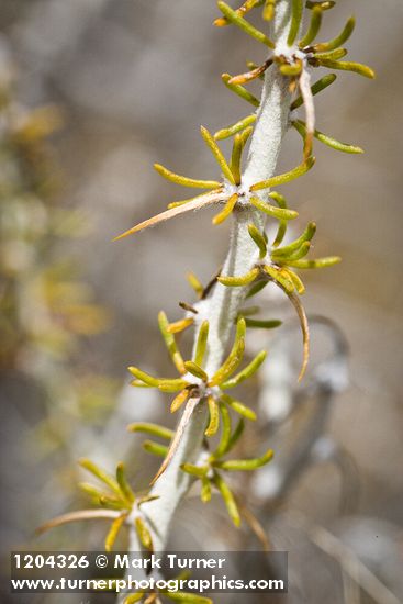 Tetradymia spinosa