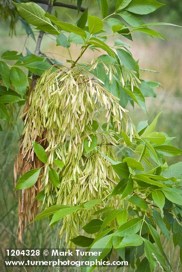 Fraxinus latifolia