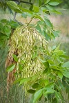 Oregon Ash samaras among foliage