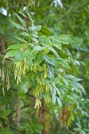 Oregon Ash samaras among foliage