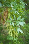 Oregon Ash samaras among foliage