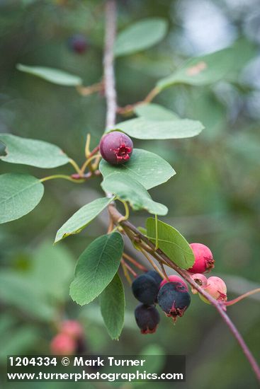 Amelanchier alnifolia