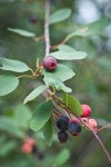Serviceberry fruit among foliage