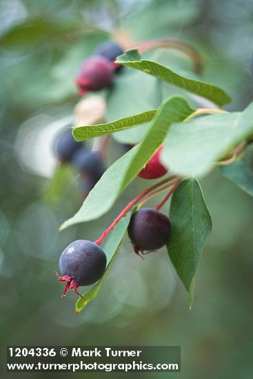 Amelanchier alnifolia