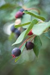 Serviceberry fruit among foliage