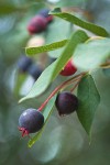 Serviceberry fruit among foliage